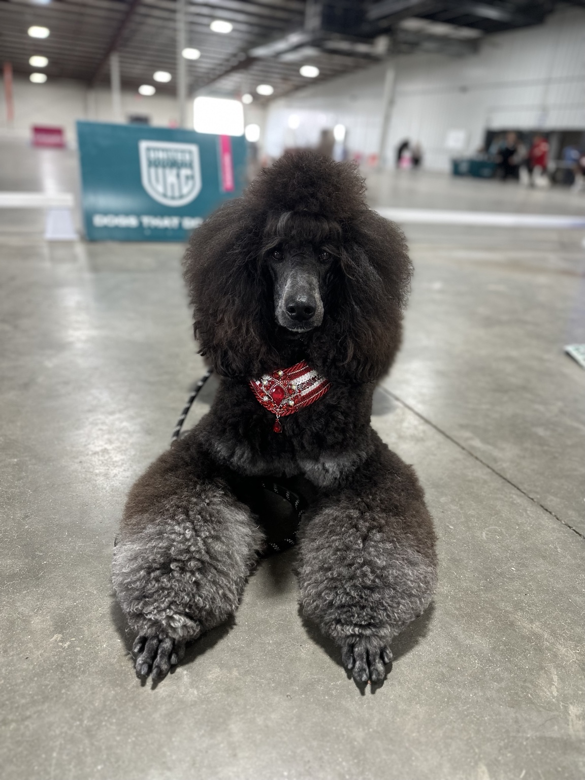 Ever the retired Standard Poodle