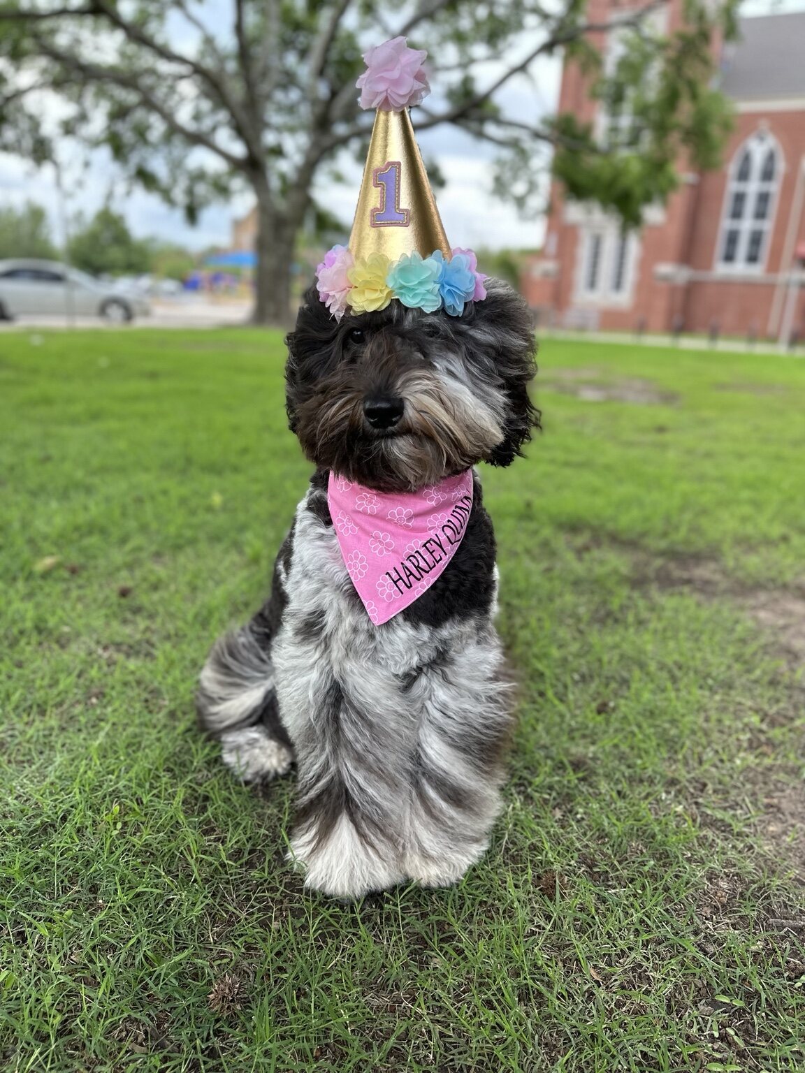 Harley Quinn wearing a birthday hat