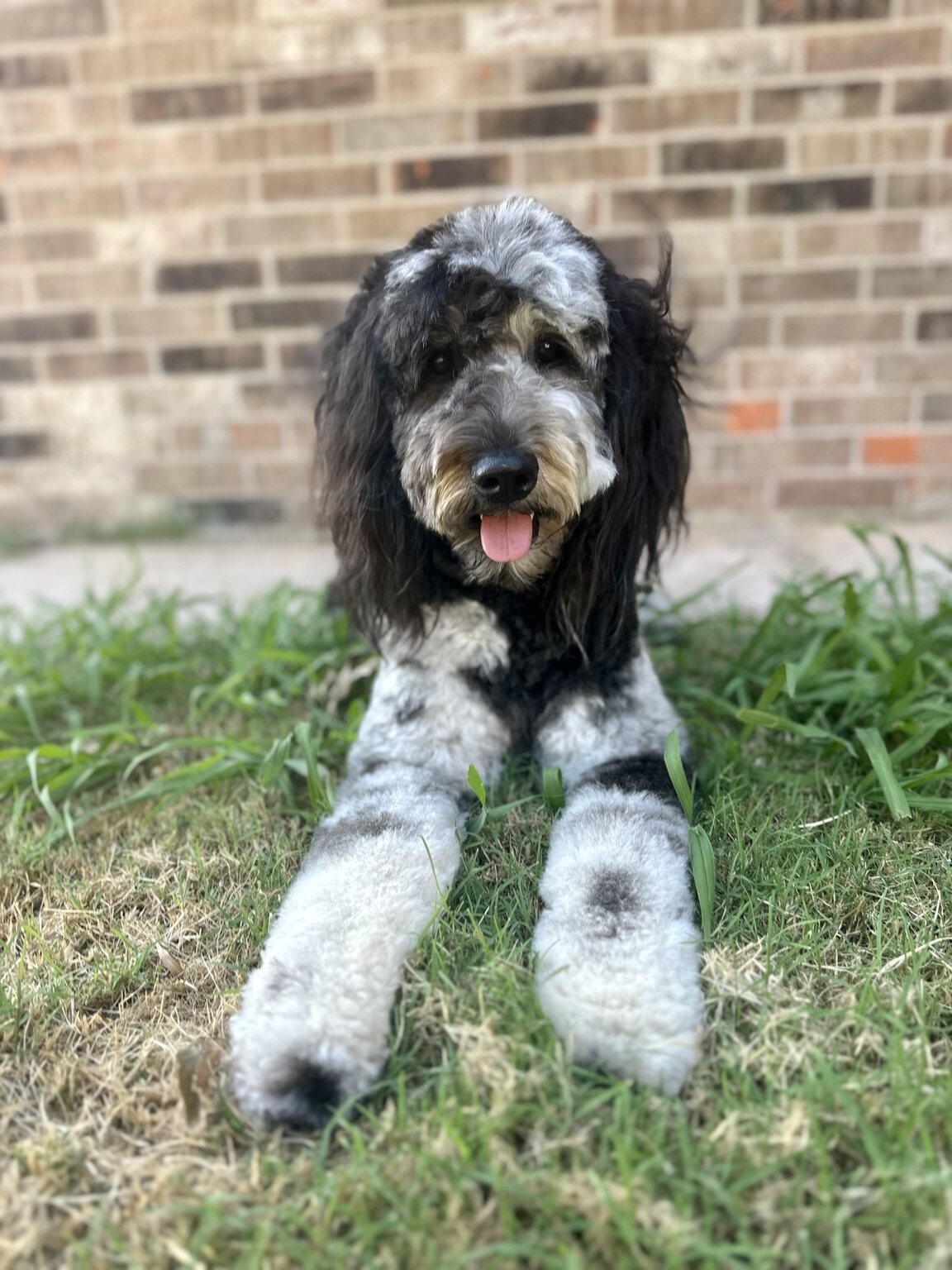 Harley Quinn relaxing outdoors