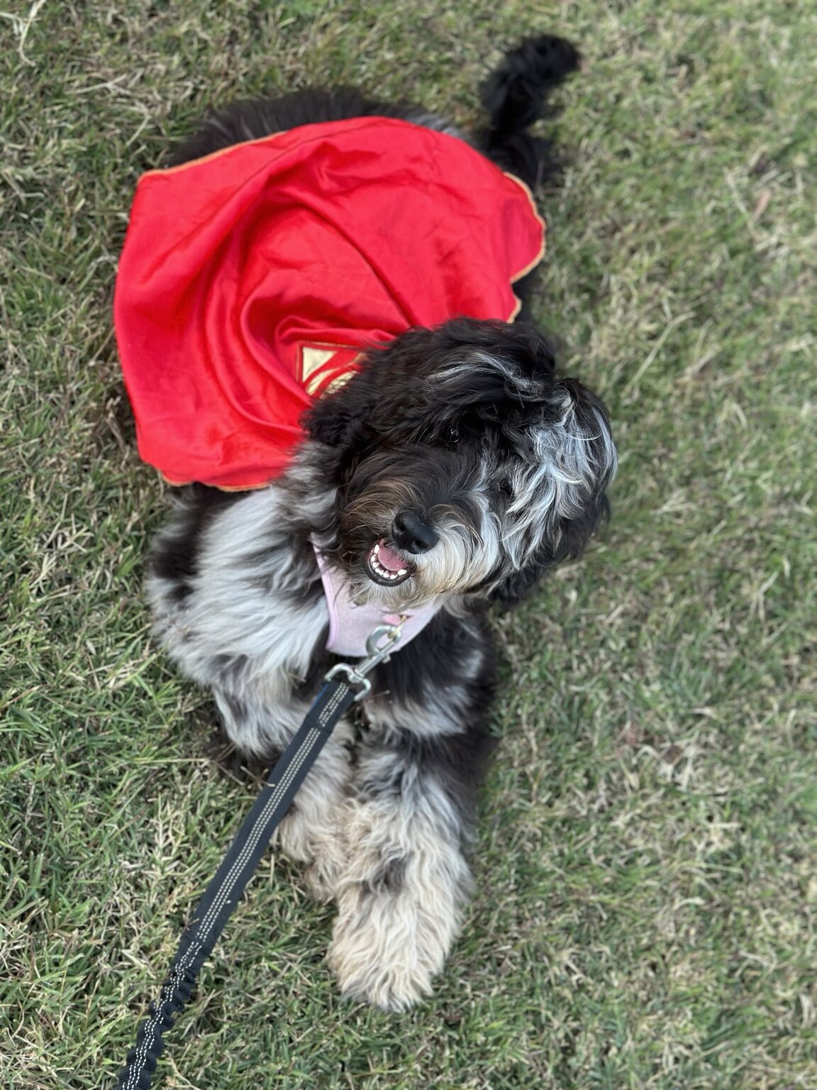 Harley Quinn wearing a red cape