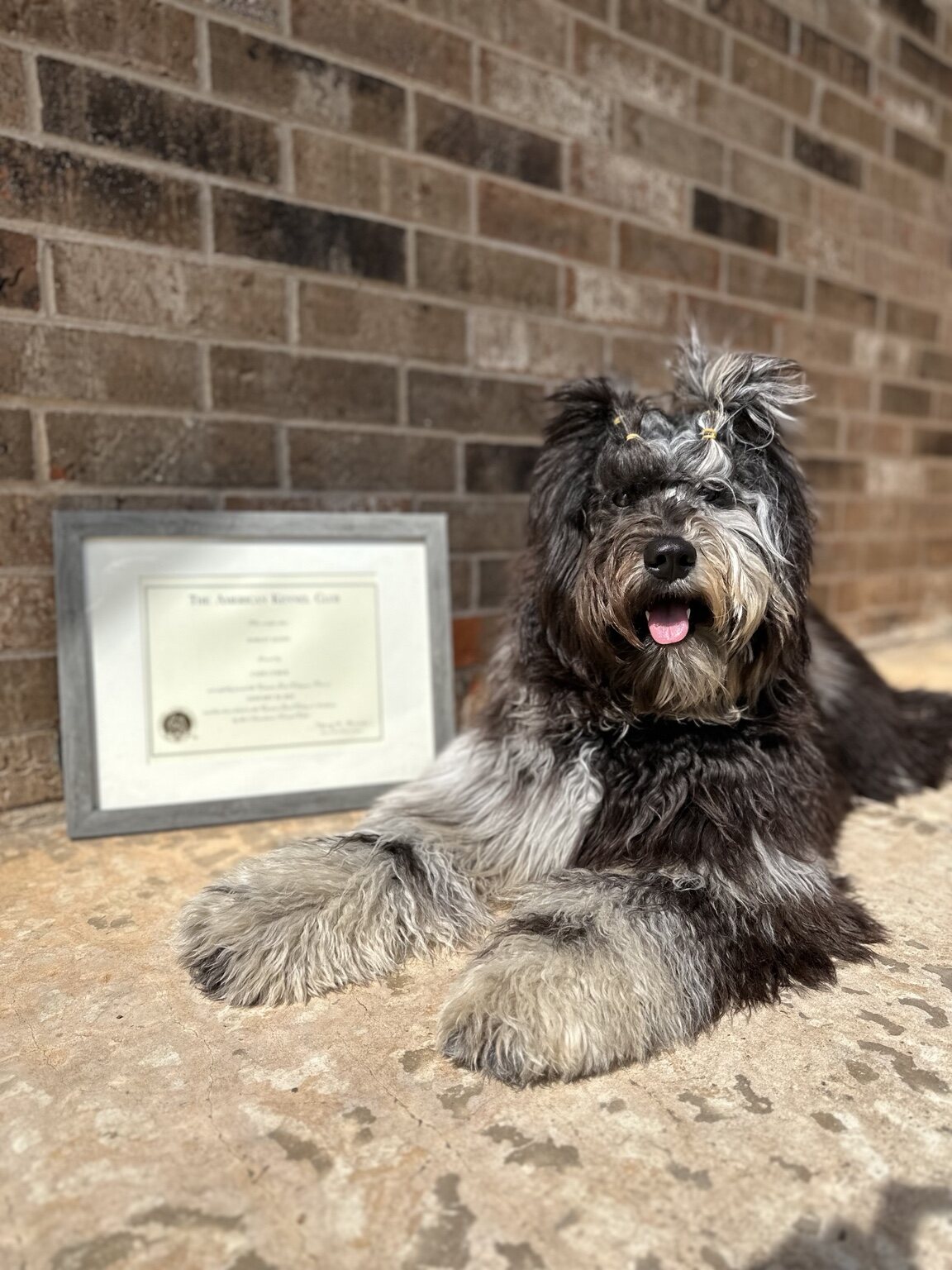 Harley Quinn resting beside her certificate