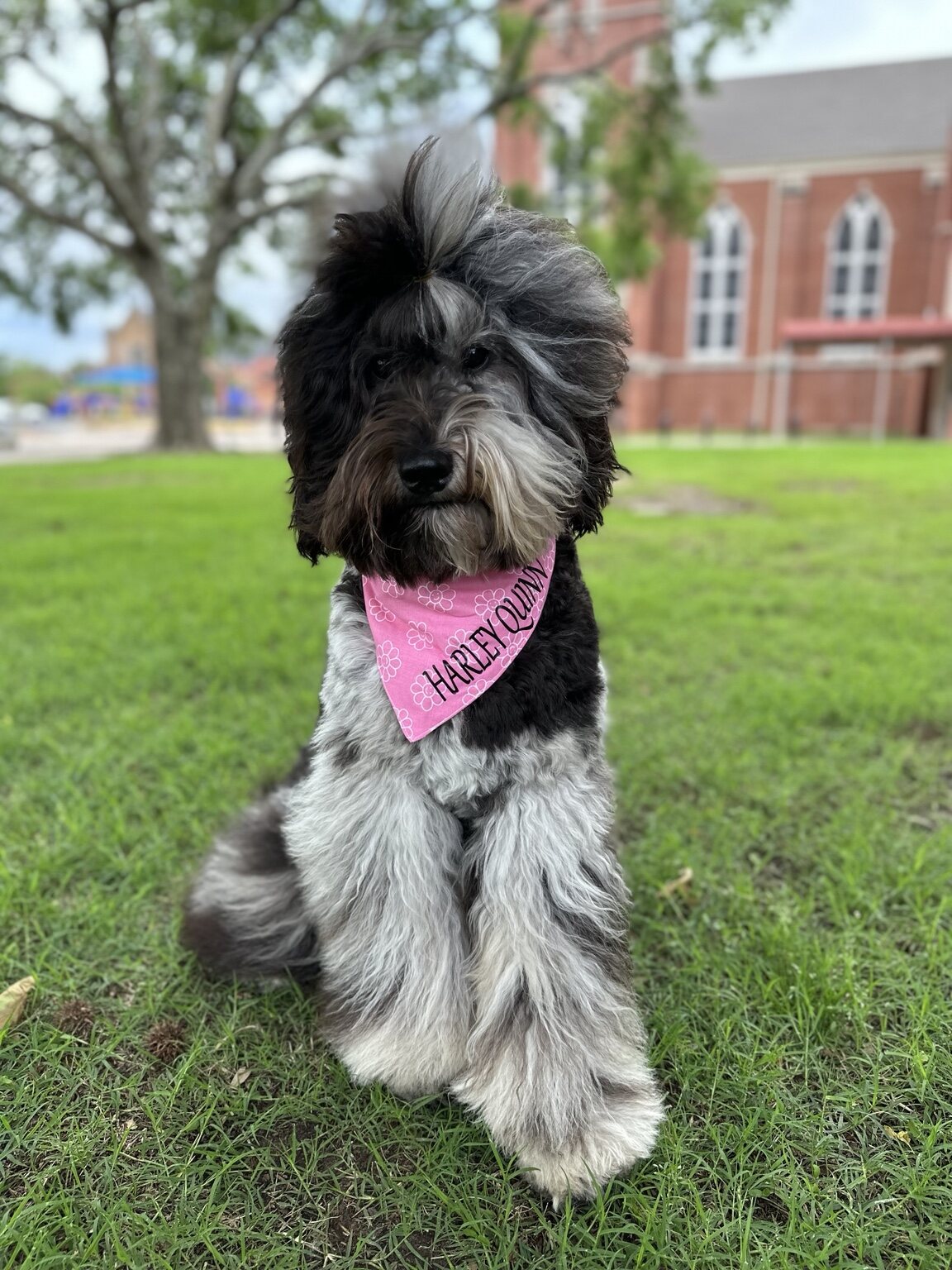 Harley Quinn posing outdoors at her birthday celebration