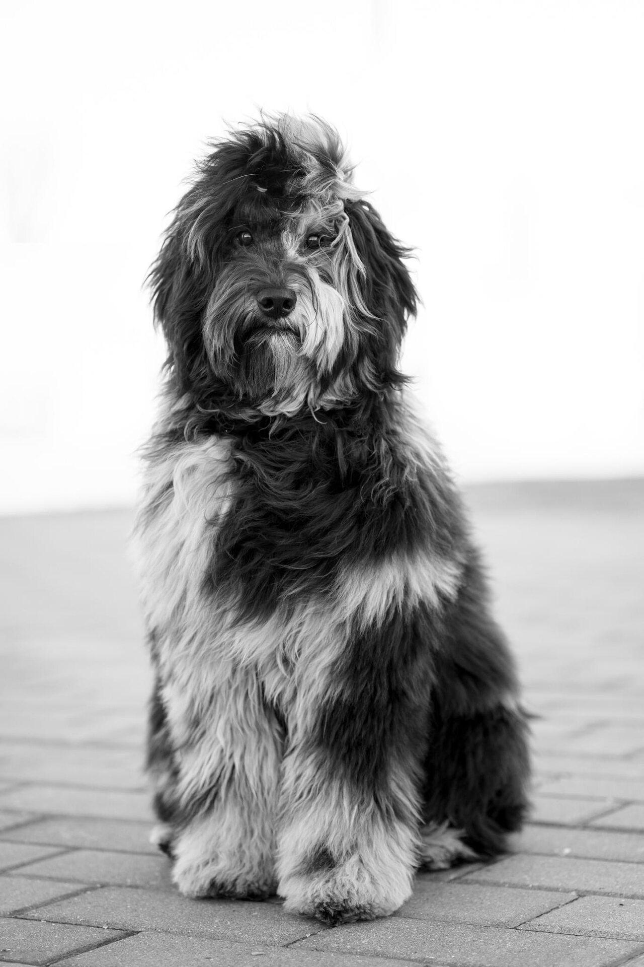 Harley Quinn the Mini Bernedoodle in a professional portrait