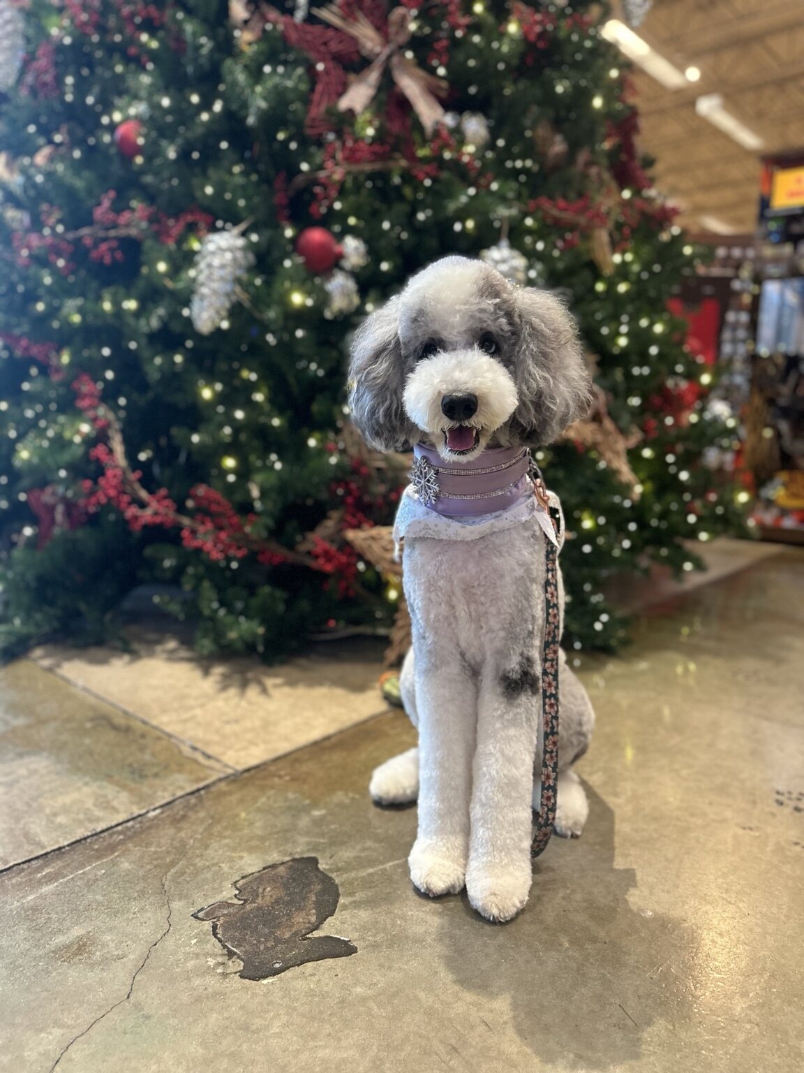 Lady posing beside a Christmas tree