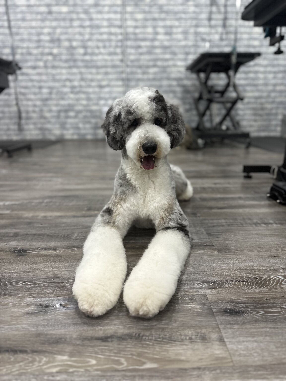 Lady posing after grooming