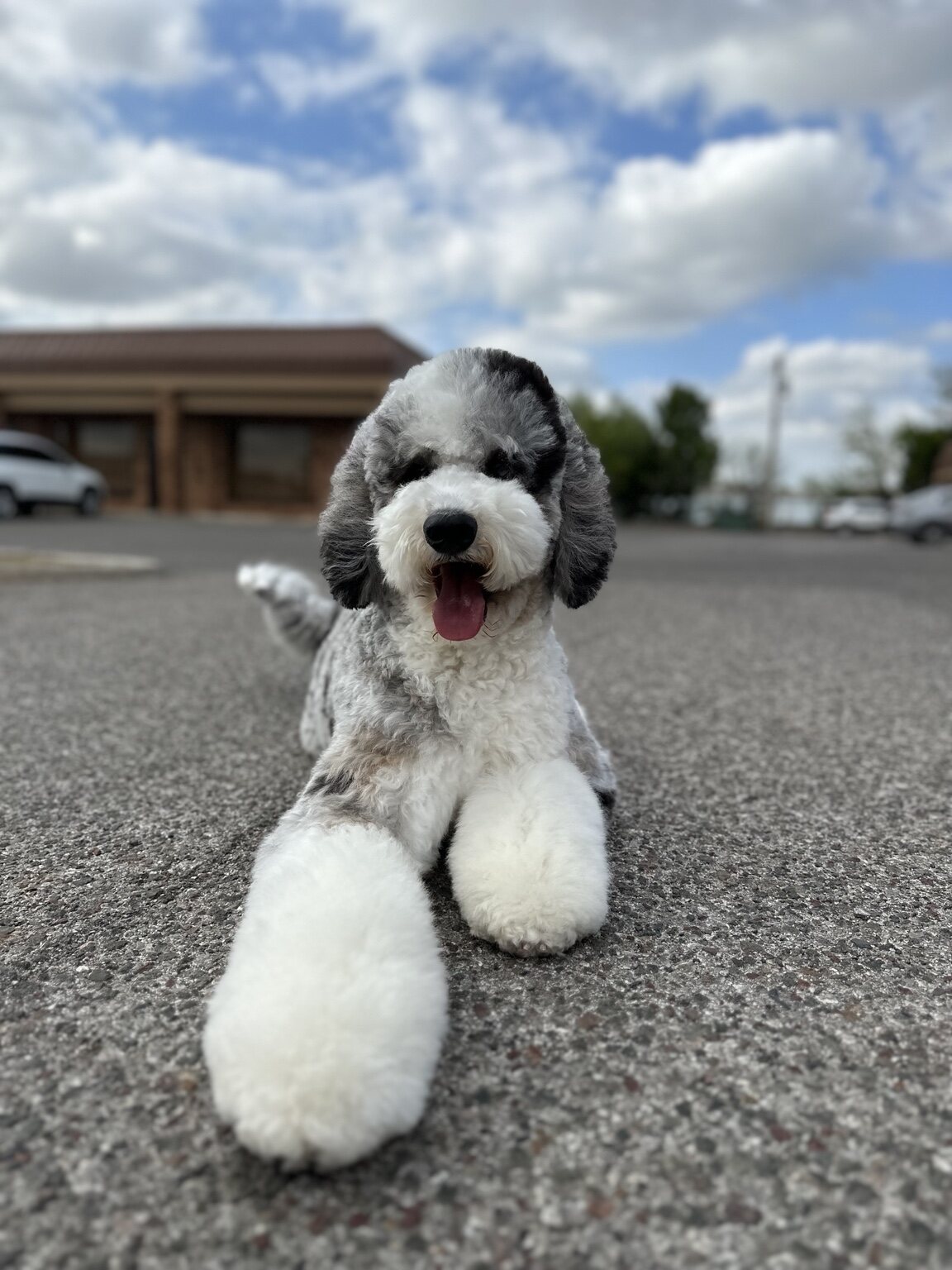 Lady, a 44-pound health-tested Bernedoodle at Rock N Roll Doodles