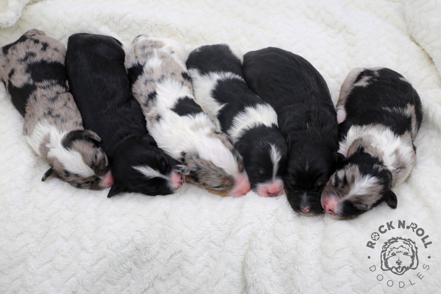 A newborn Rock N Roll Doodles litter resting together
