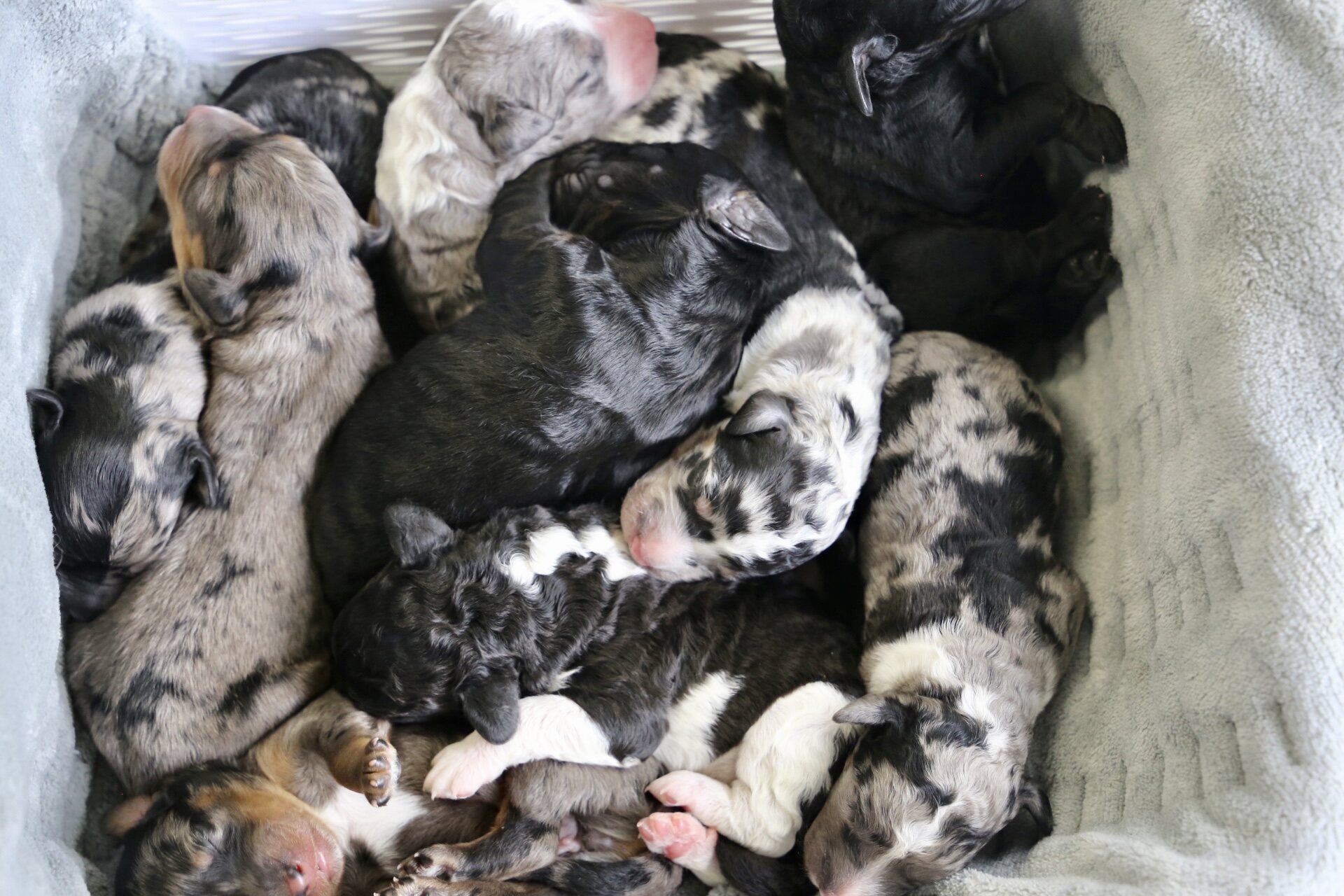 A newborn Rock N Roll Doodles litter resting together
