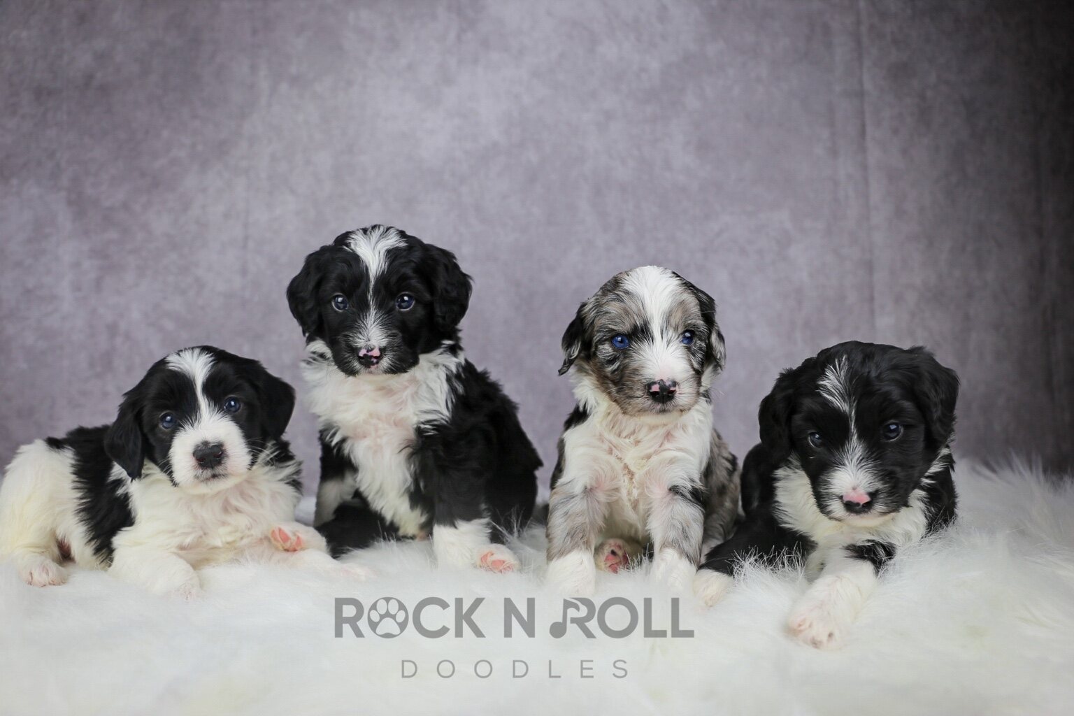 Four newborn Rock N Roll Doodles puppies