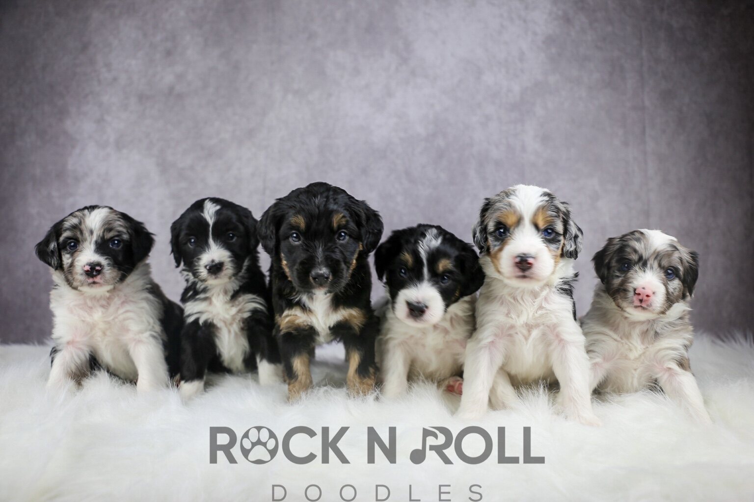 A past Rock N Roll Doodles litter portrait