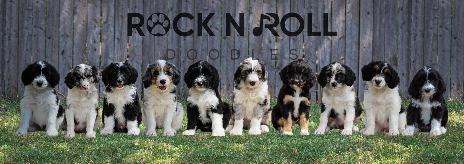 A past Rock N Roll Doodles litter lined up outdoors