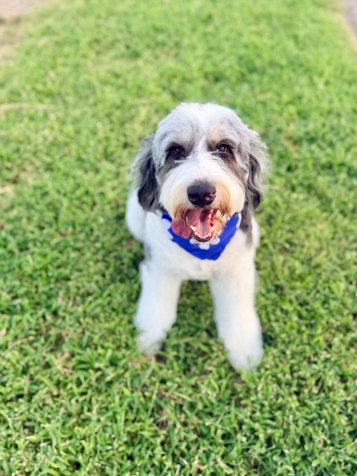 Queen Pepper wearing a blue bandana