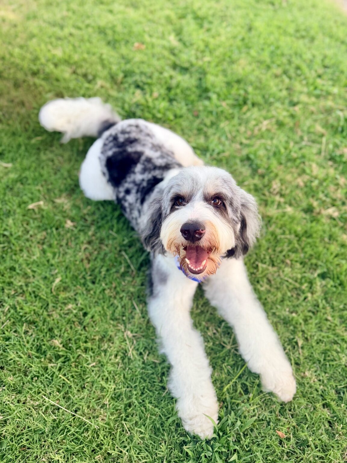 Queen Pepper relaxing in the grass