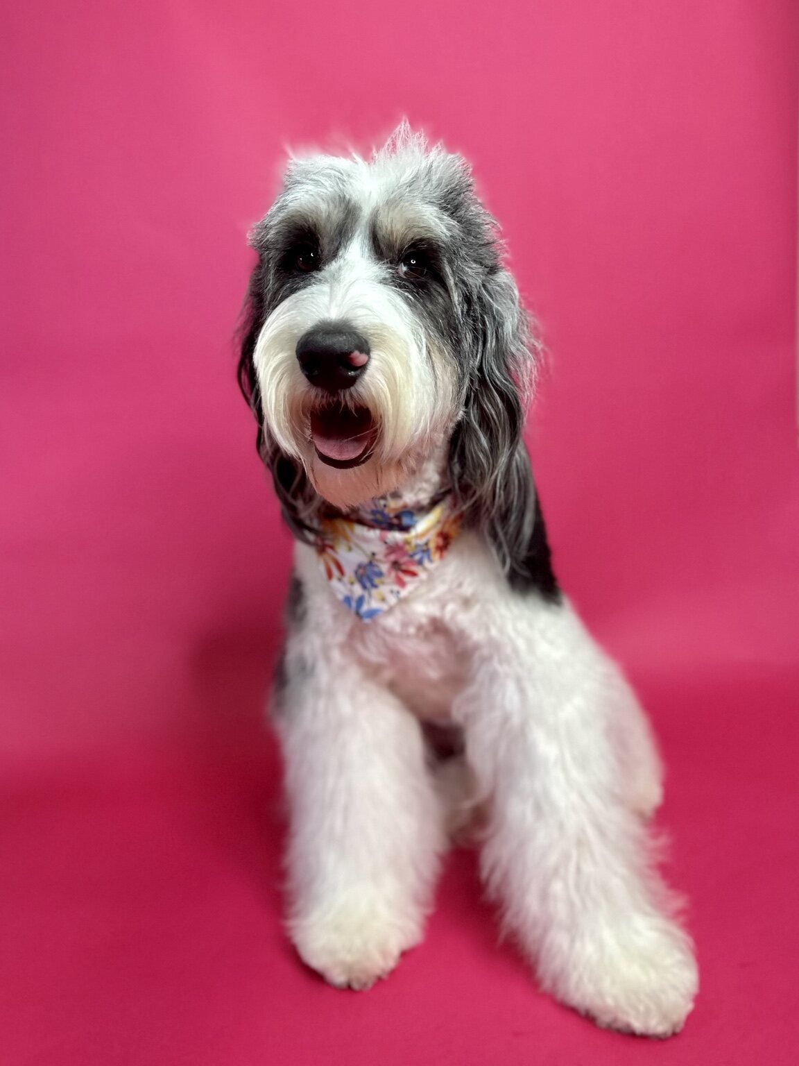 Queen Pepper posing against a bright pink background