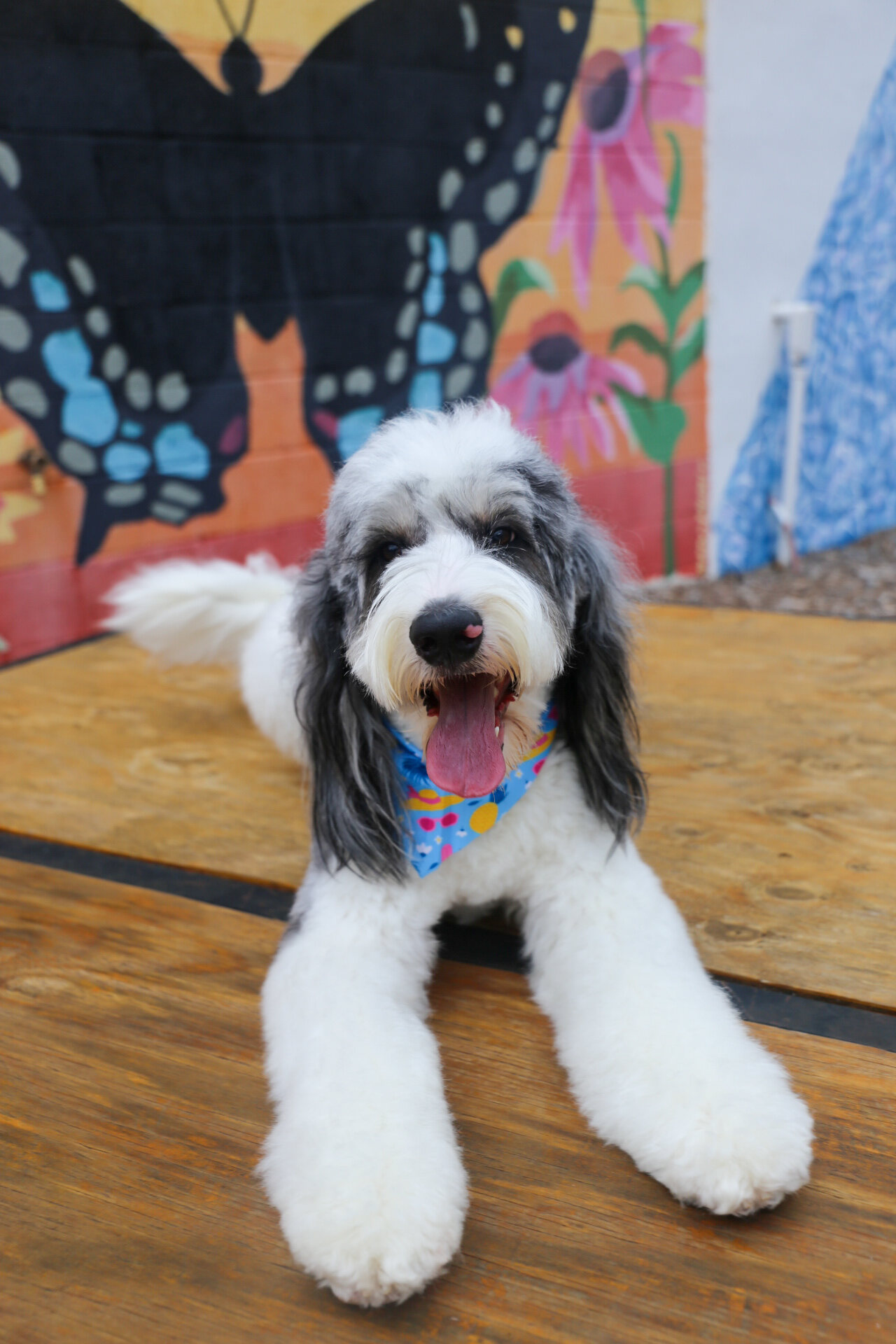 Queen Pepper resting on a wooden table in front of a colorful mural