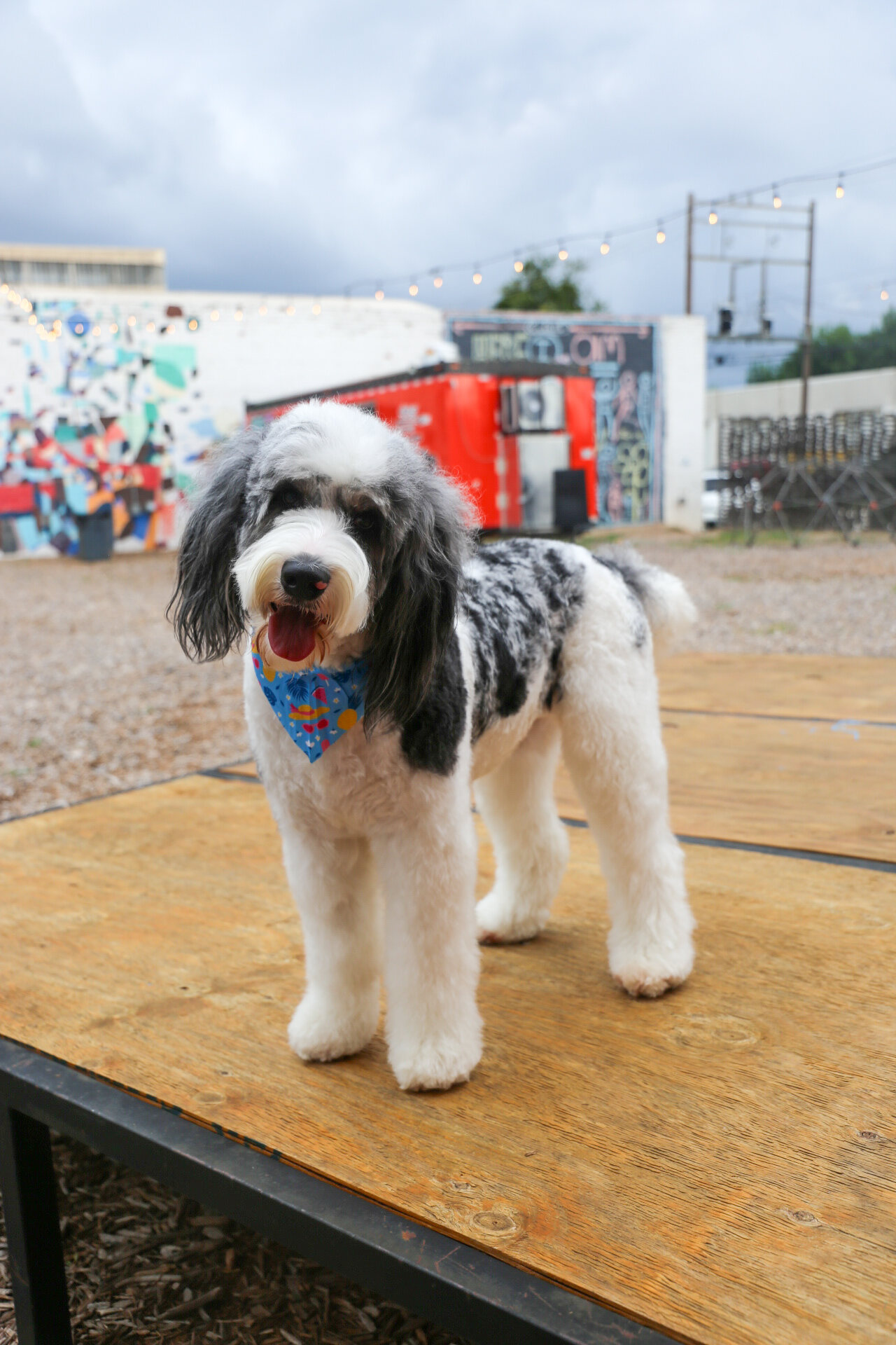 Queen Pepper standing outdoors after grooming