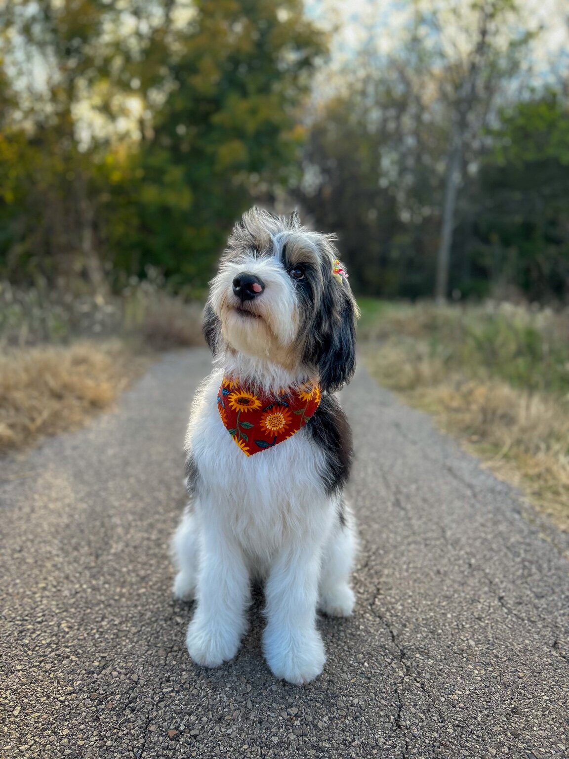 Queen Pepper sitting on a wooded trail