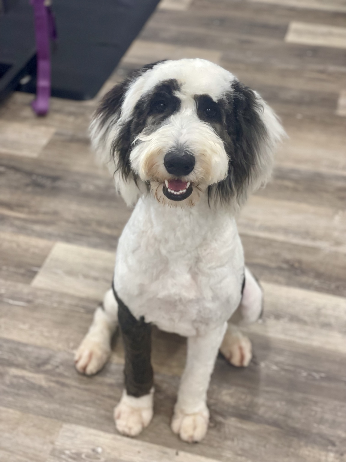 Pepper the retired Sheepadoodle