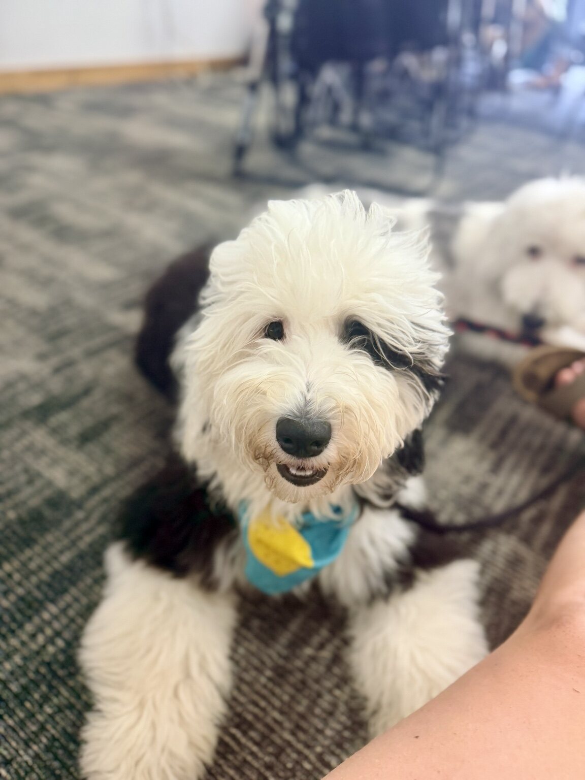 Poppy wearing a yellow and blue bandana