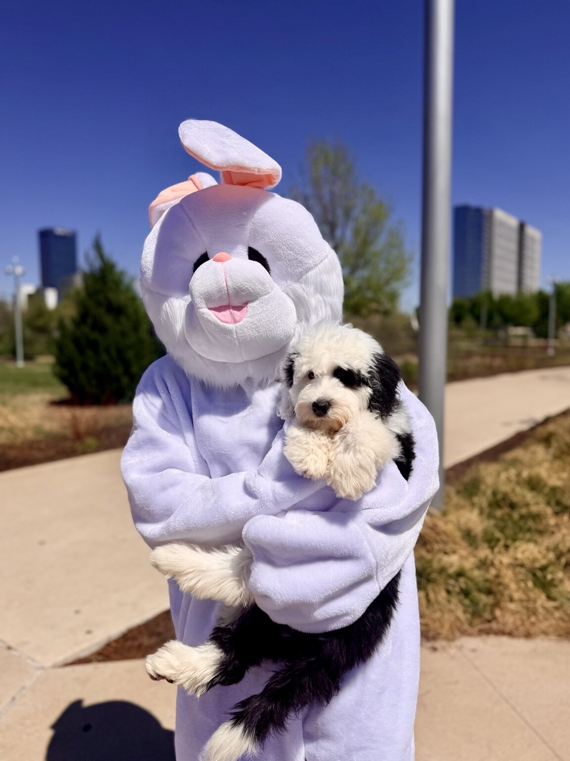 Poppy being held beside a bunny character during an outing