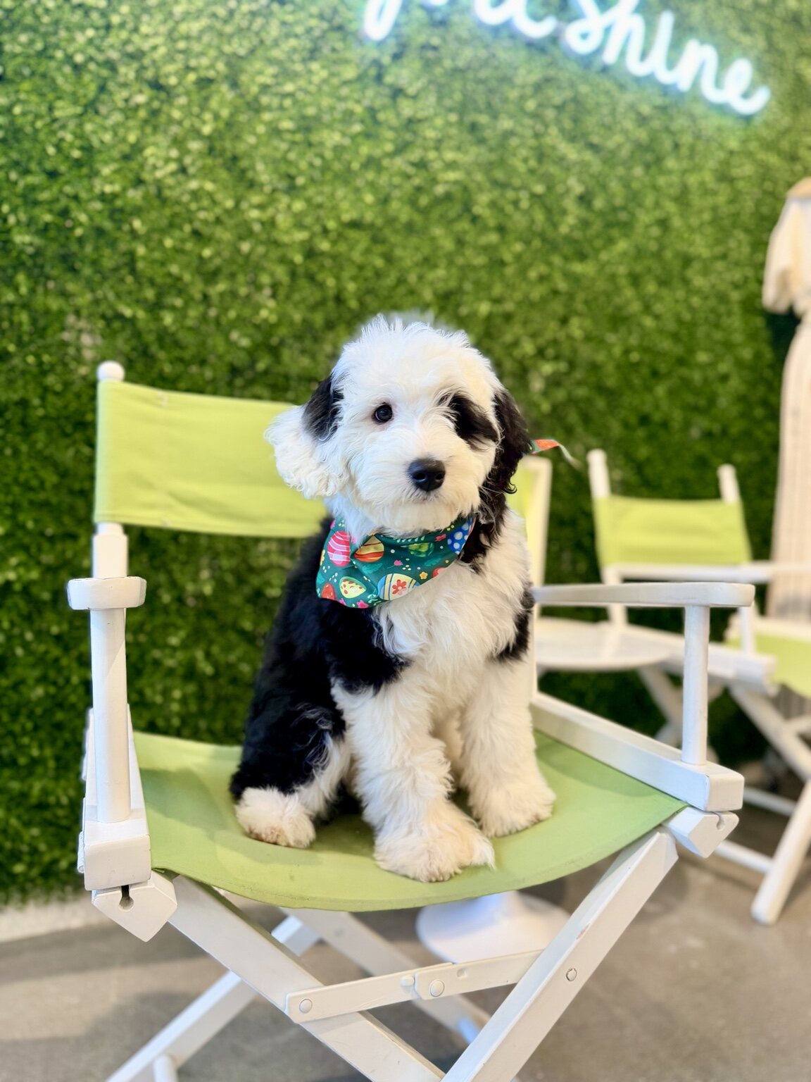 Poppy sitting on a green chair at an outdoor event