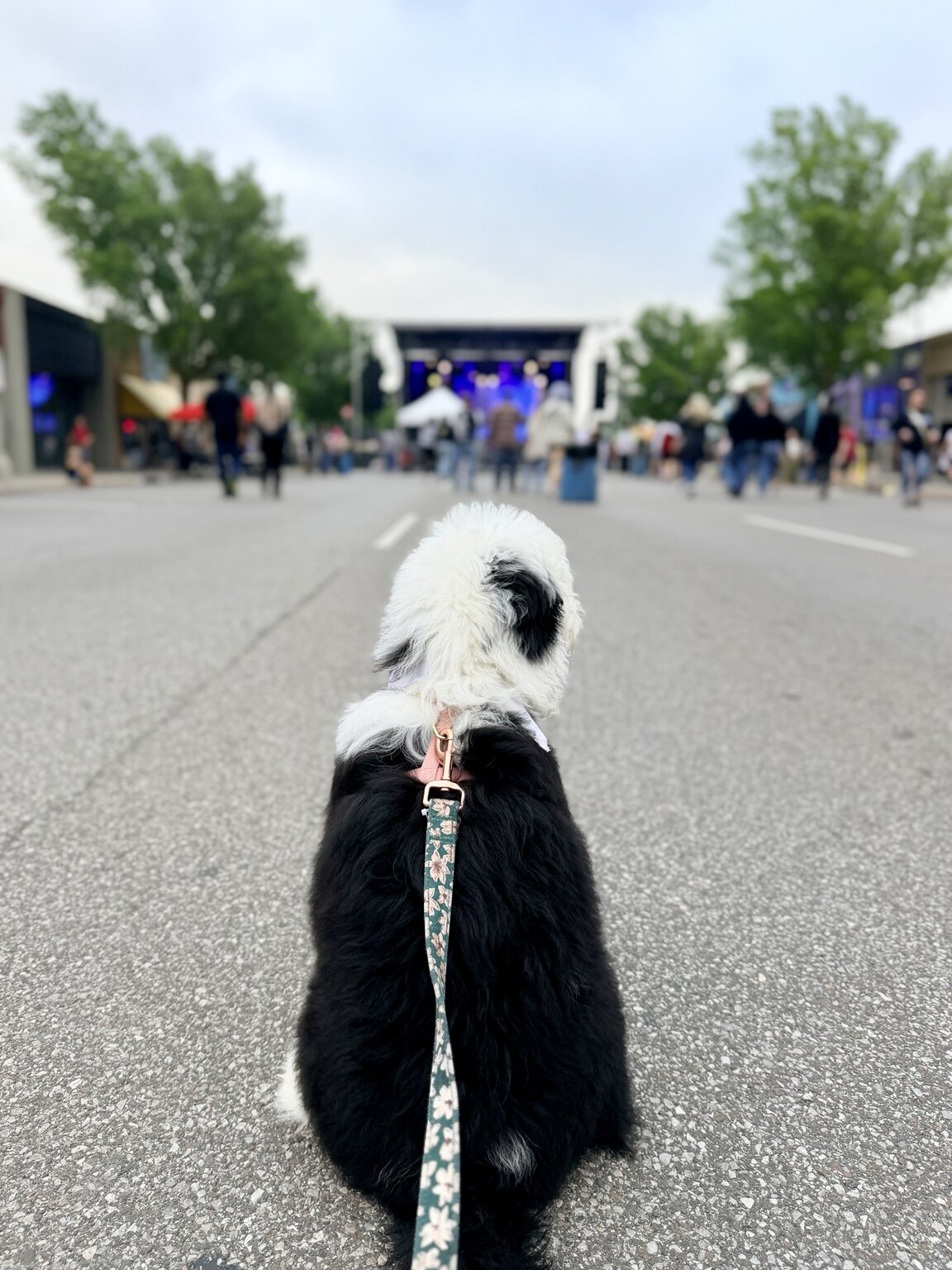 Poppy confidently exploring a farmers market