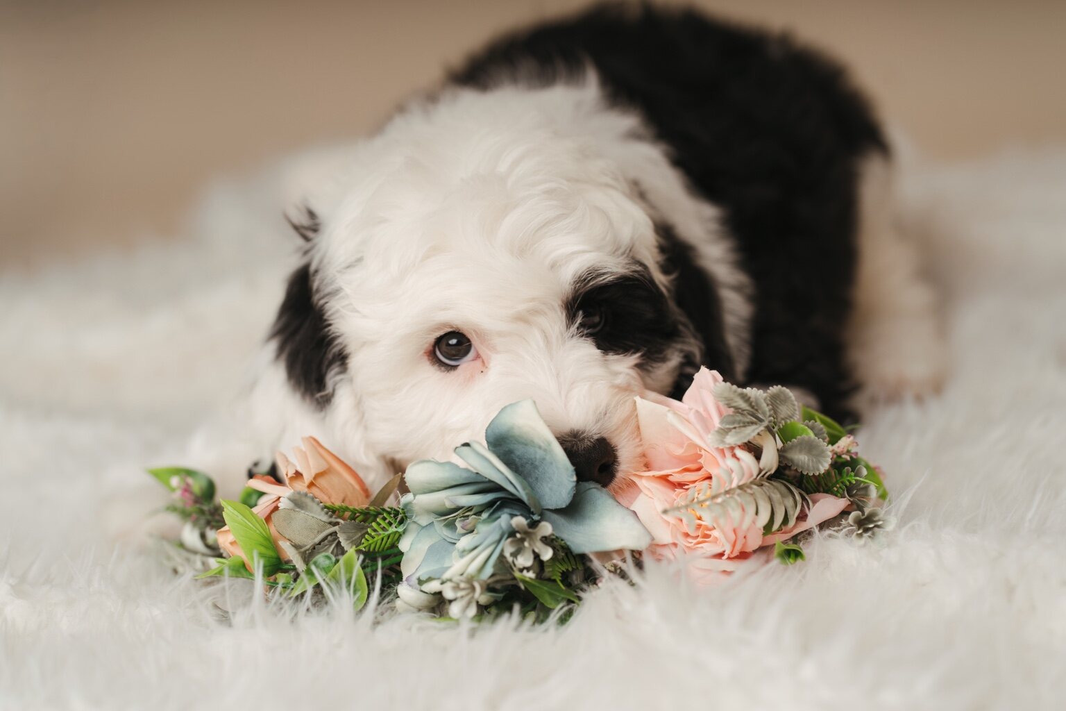 Poppy as a young puppy resting beside flowers
