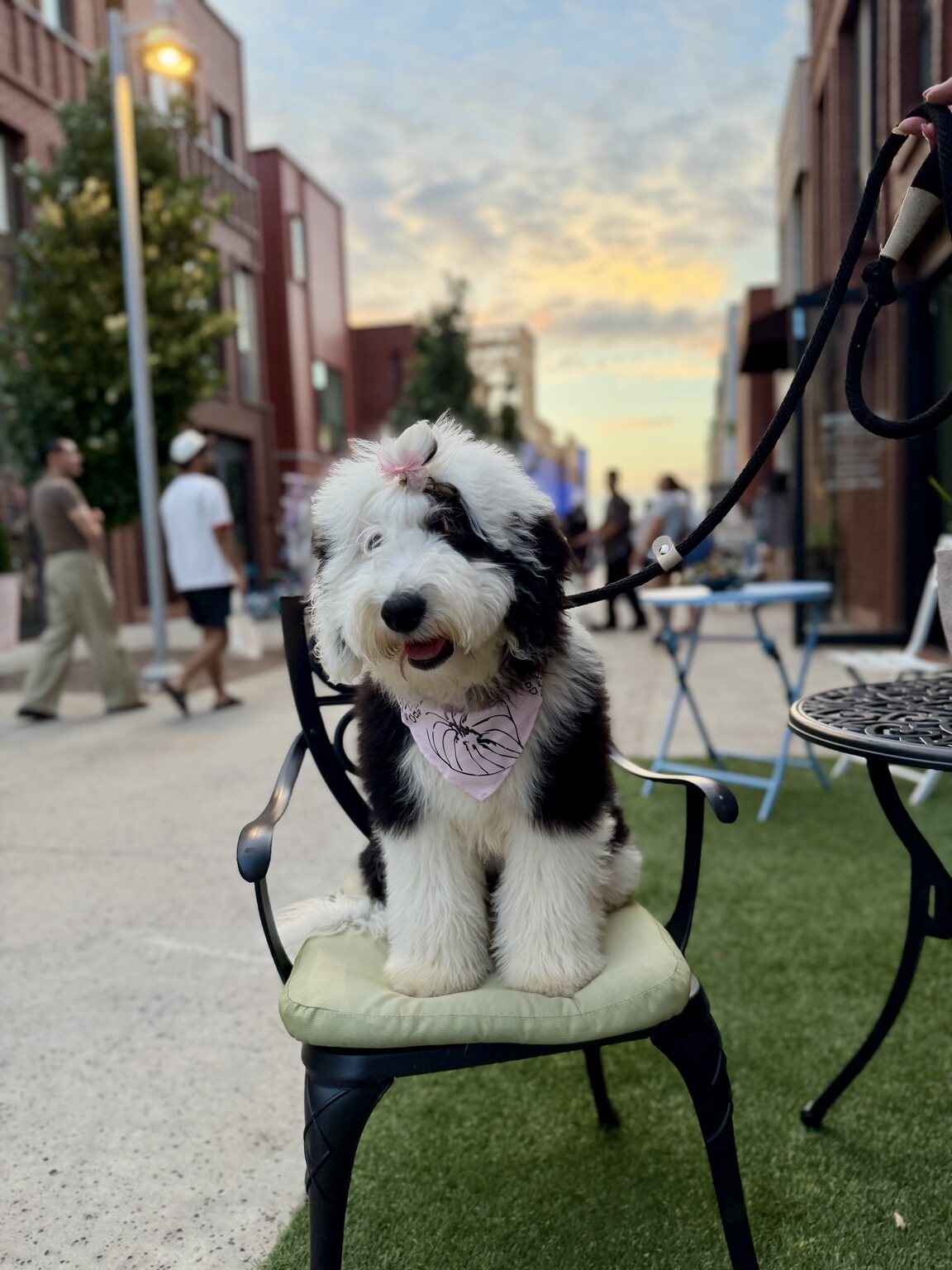 Poppy sitting on a chair during a farmers market outing