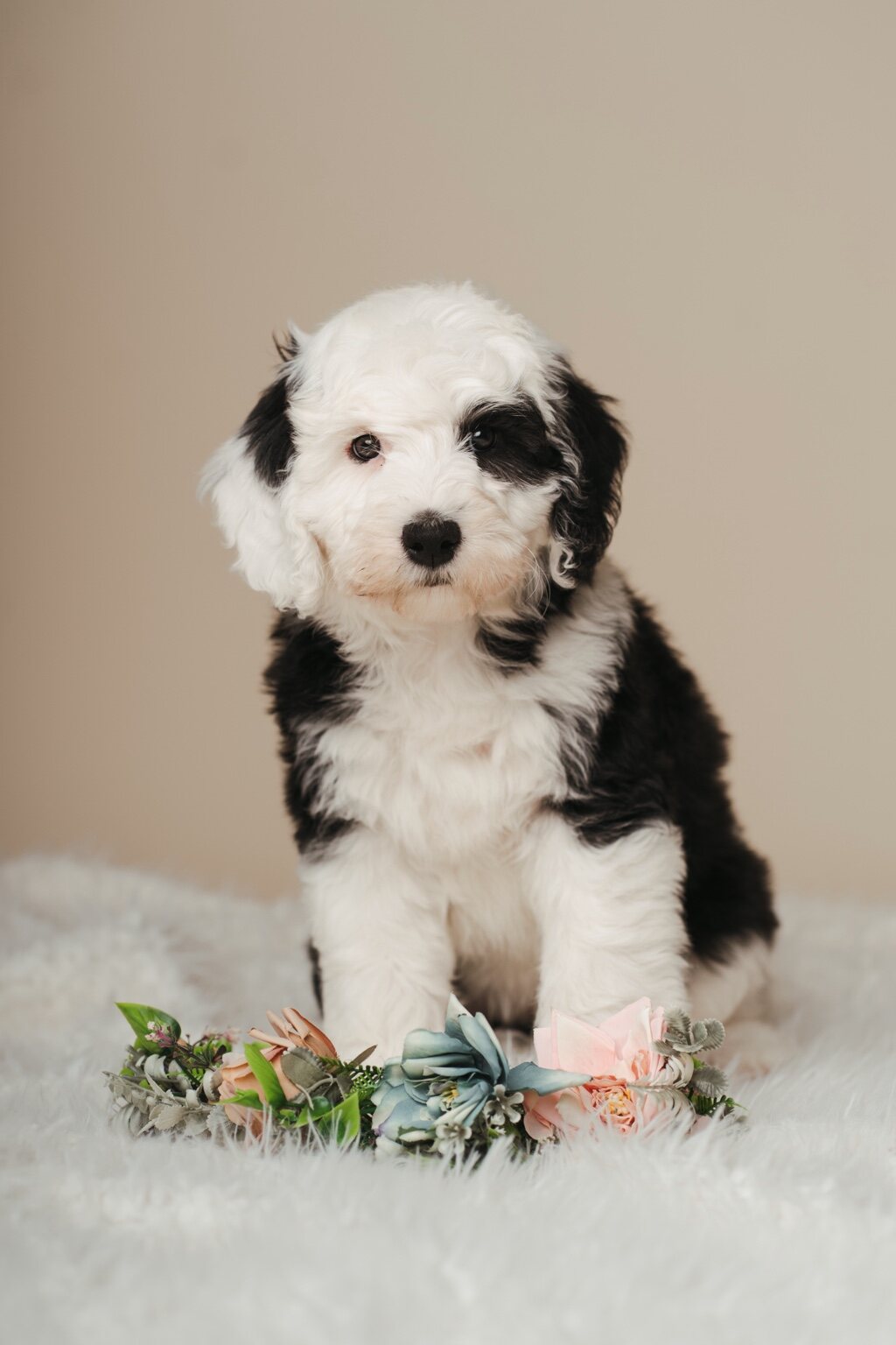 Poppy, a Mini Sheepadoodle and hopeful future mom at Rock N Roll Doodles