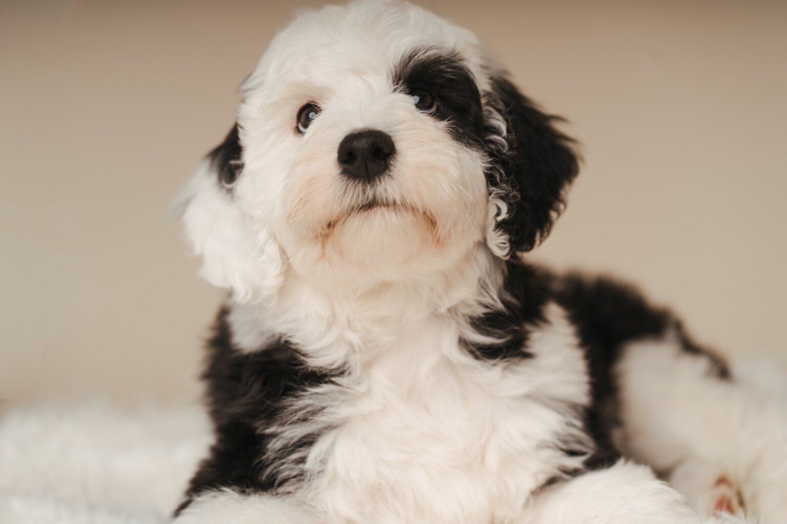 Studio portrait of Poppy as a young puppy