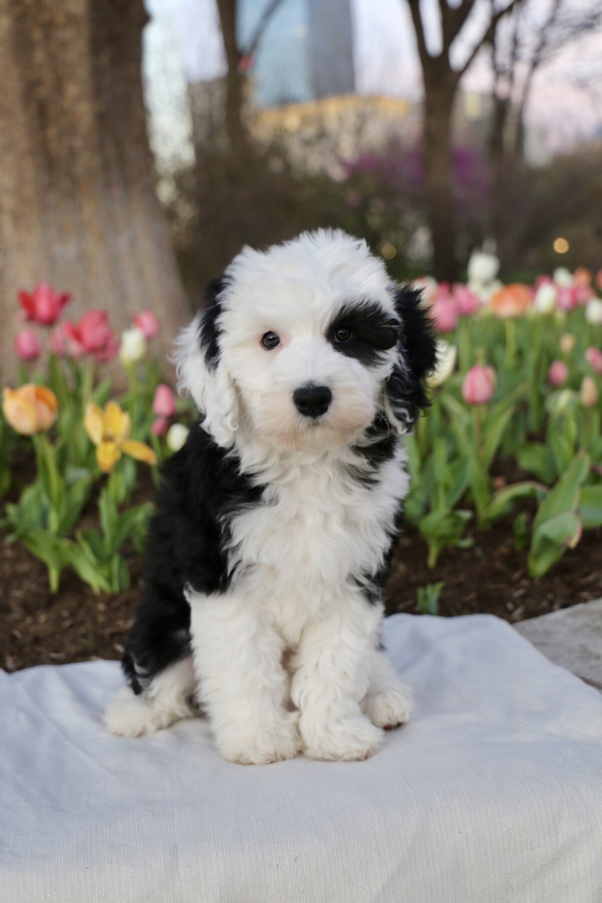Poppy posing beside spring tulips
