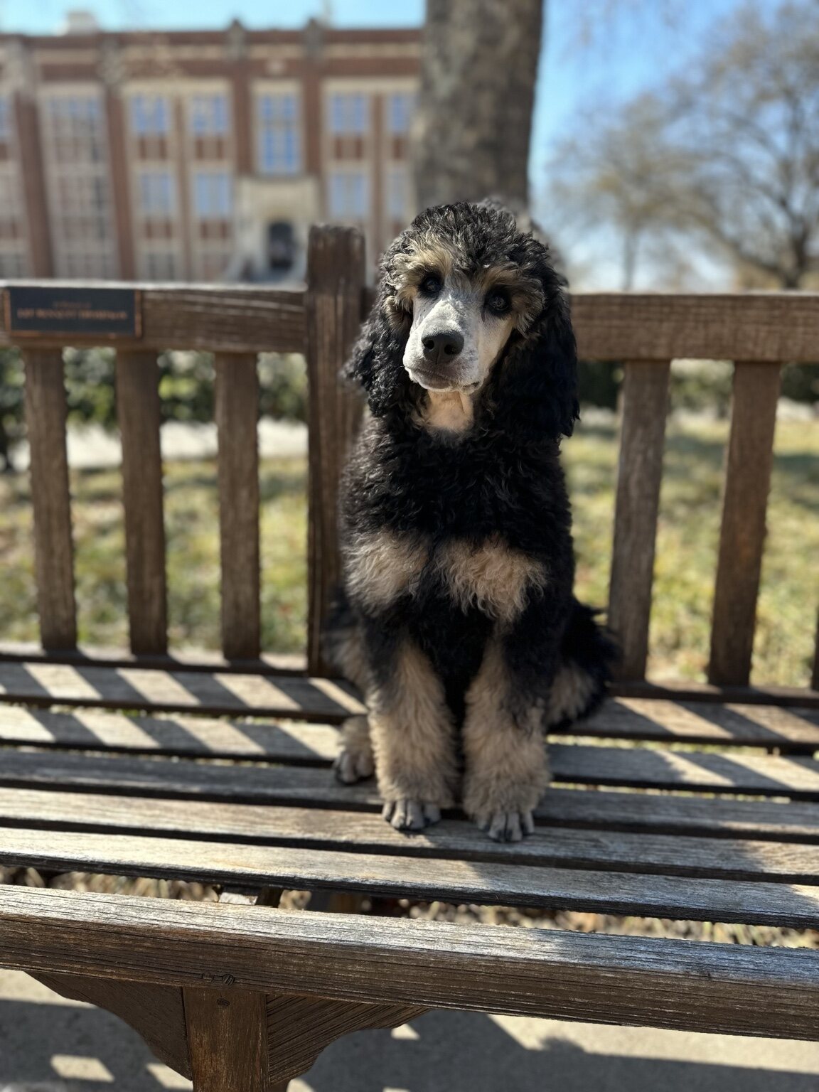 Riot sitting on a park bench