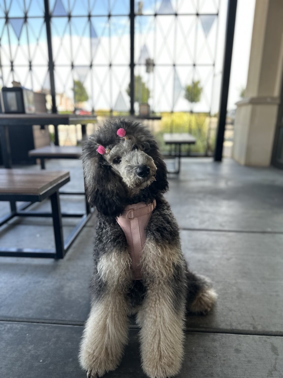 Riot sitting calmly at a café