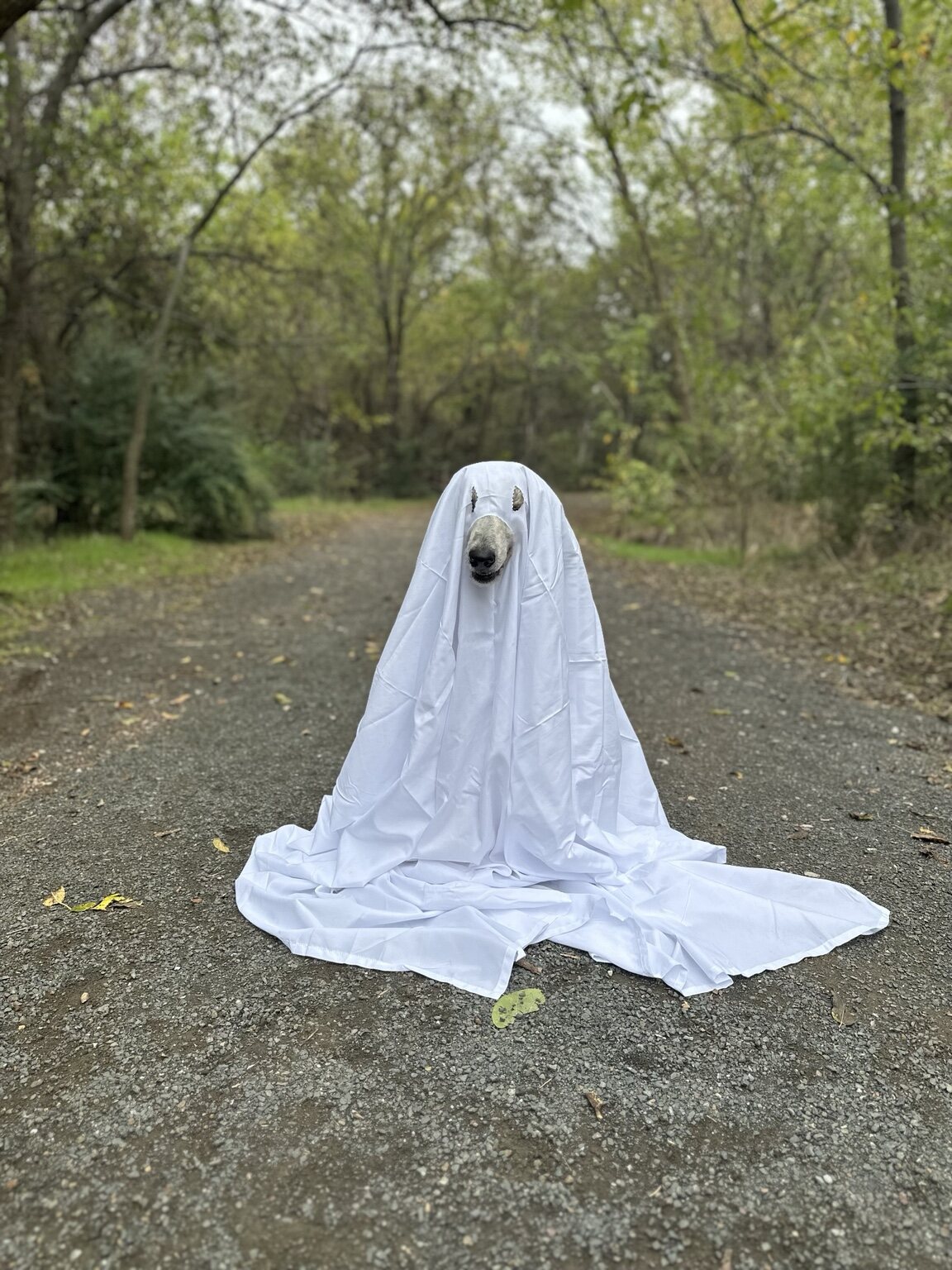 Riot dressed as a ghost for Halloween