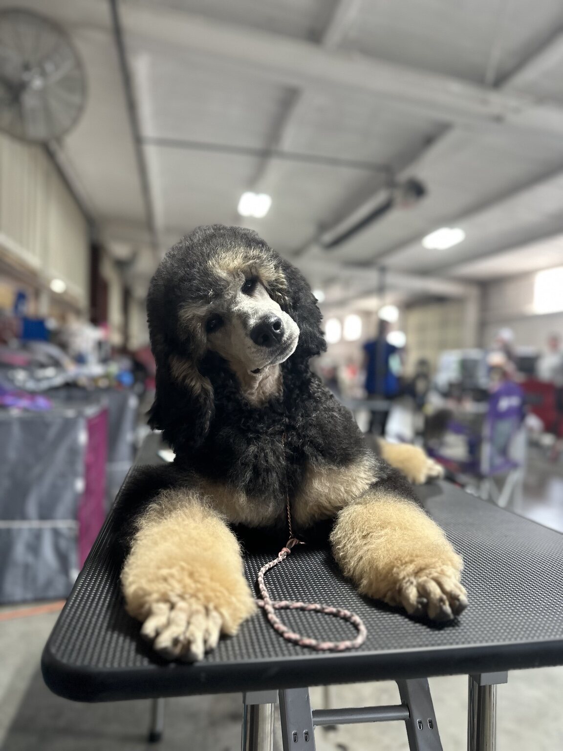 Riot relaxing on a grooming table