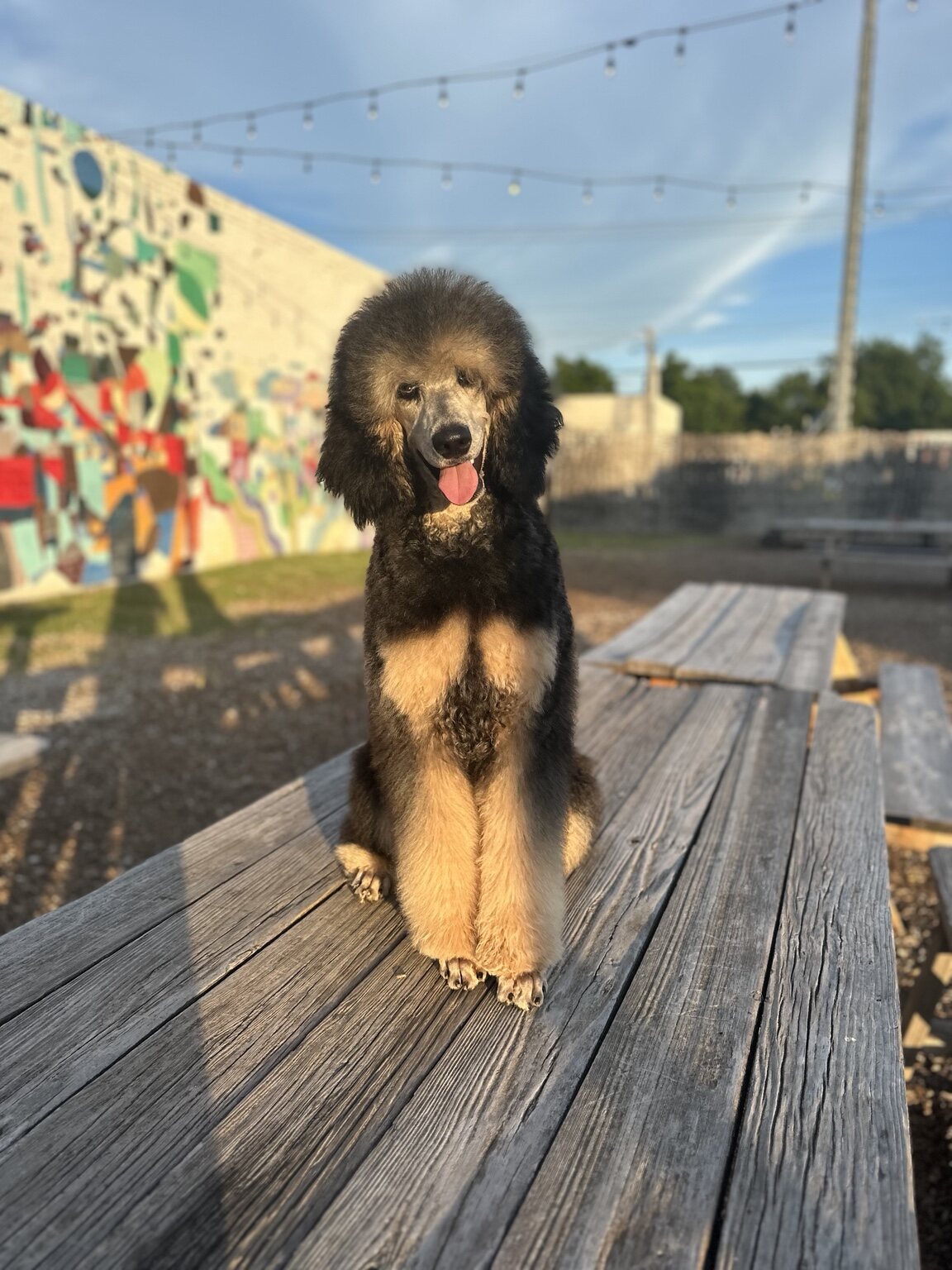 Riot sitting in front of a colorful mural
