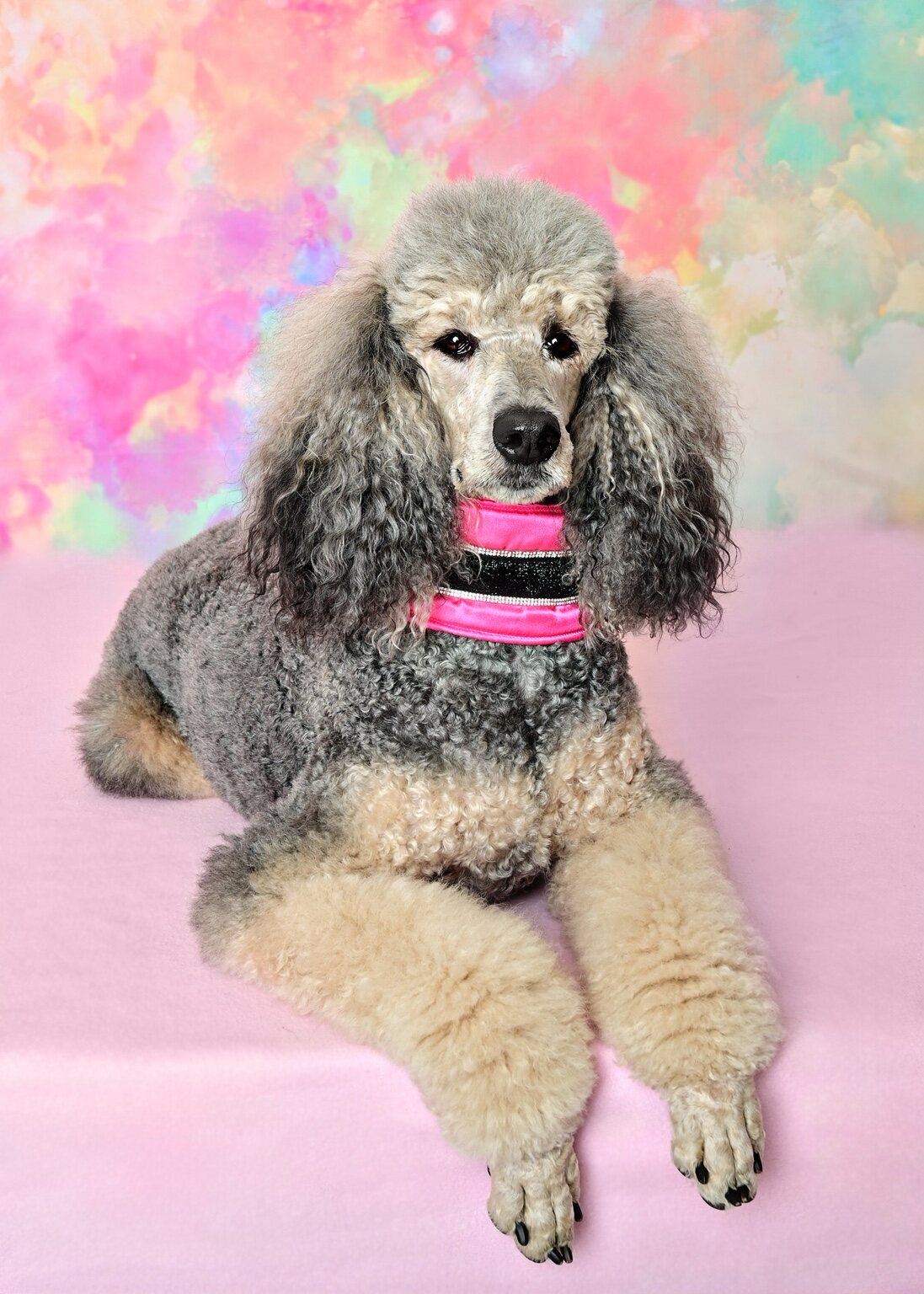 Riot posing against a colorful studio background
