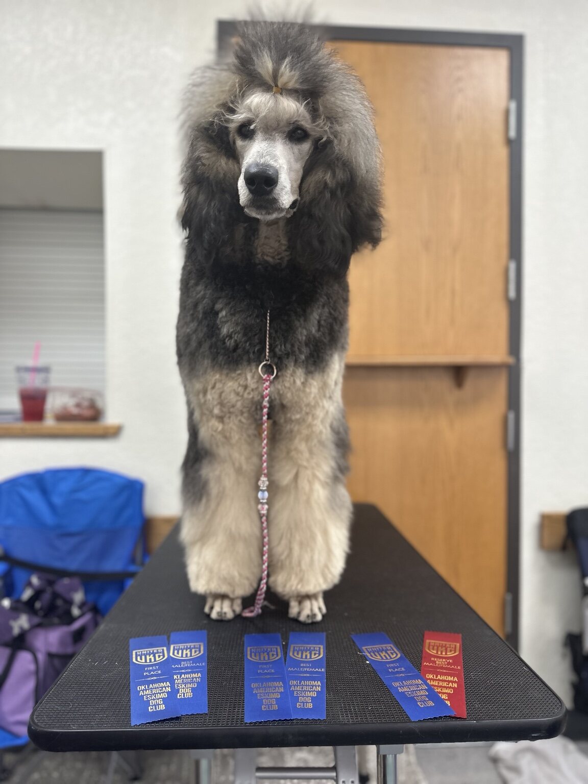 Riot the Standard Poodle with her UKC conformation ribbons