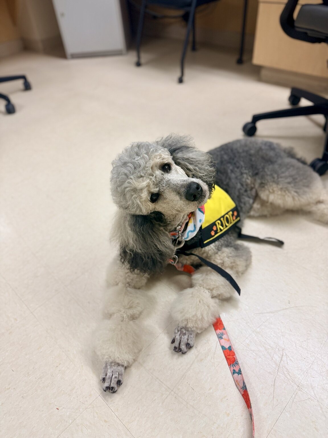 Riot working as a children’s hospital therapy dog