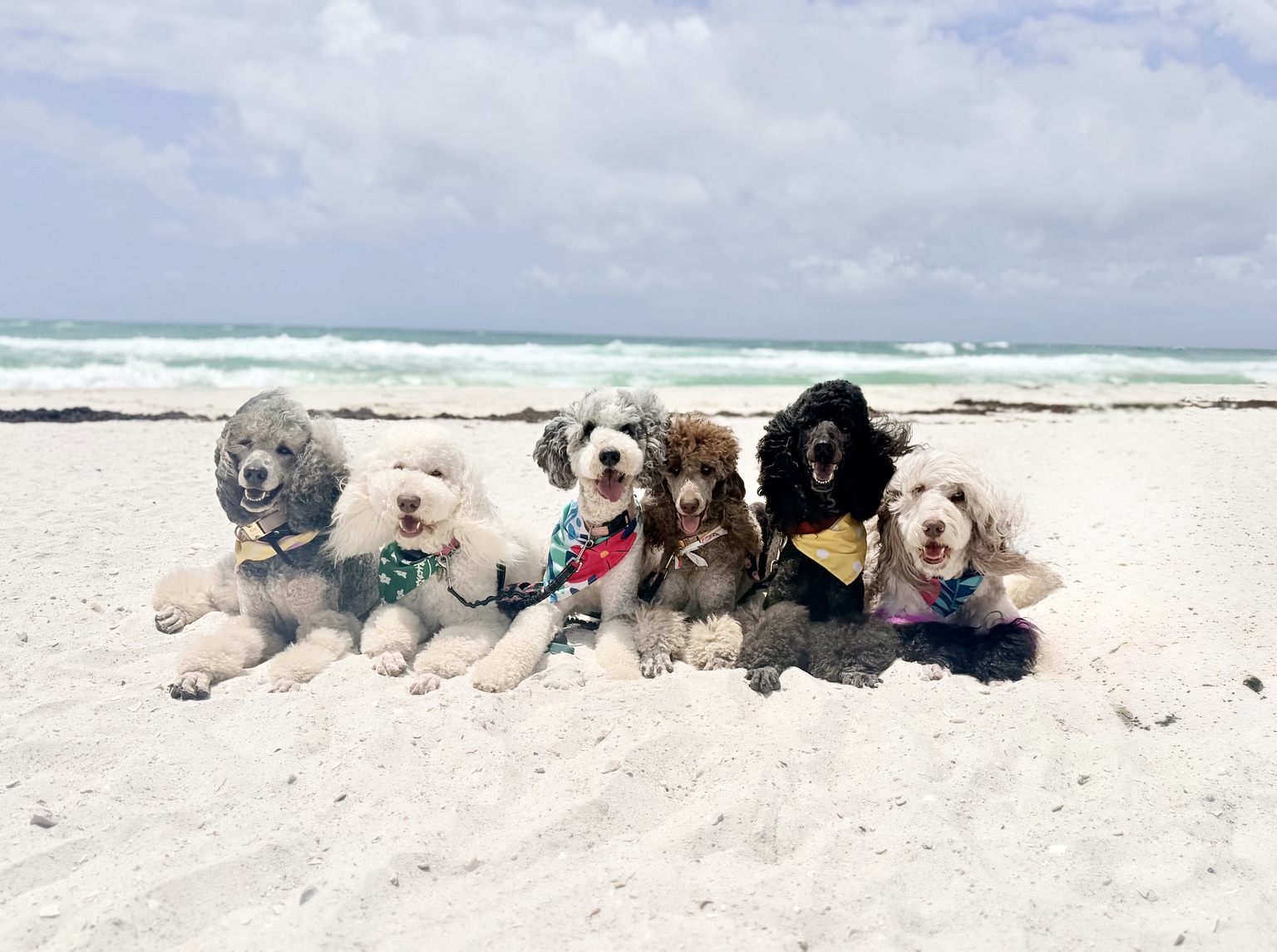 Rock N Roll Doodles family dogs together at the beach