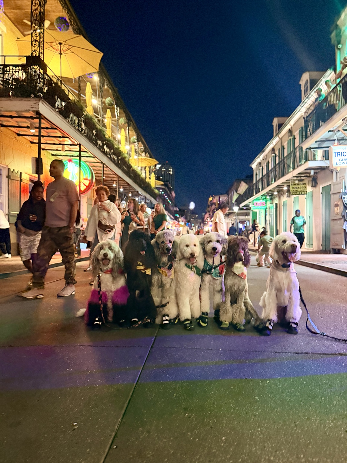 Rock N Roll Doodles family dogs together on Bourbon Street in New Orleans