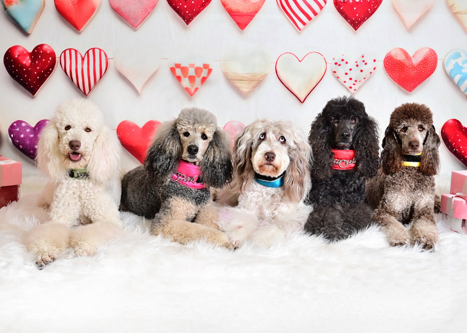 Secret the white Poodle, Riot the phantom Poodle, Roxy the brown merle Aussiedoodle, Ever the black Poodle and Rumor the brown phantom Poodle
