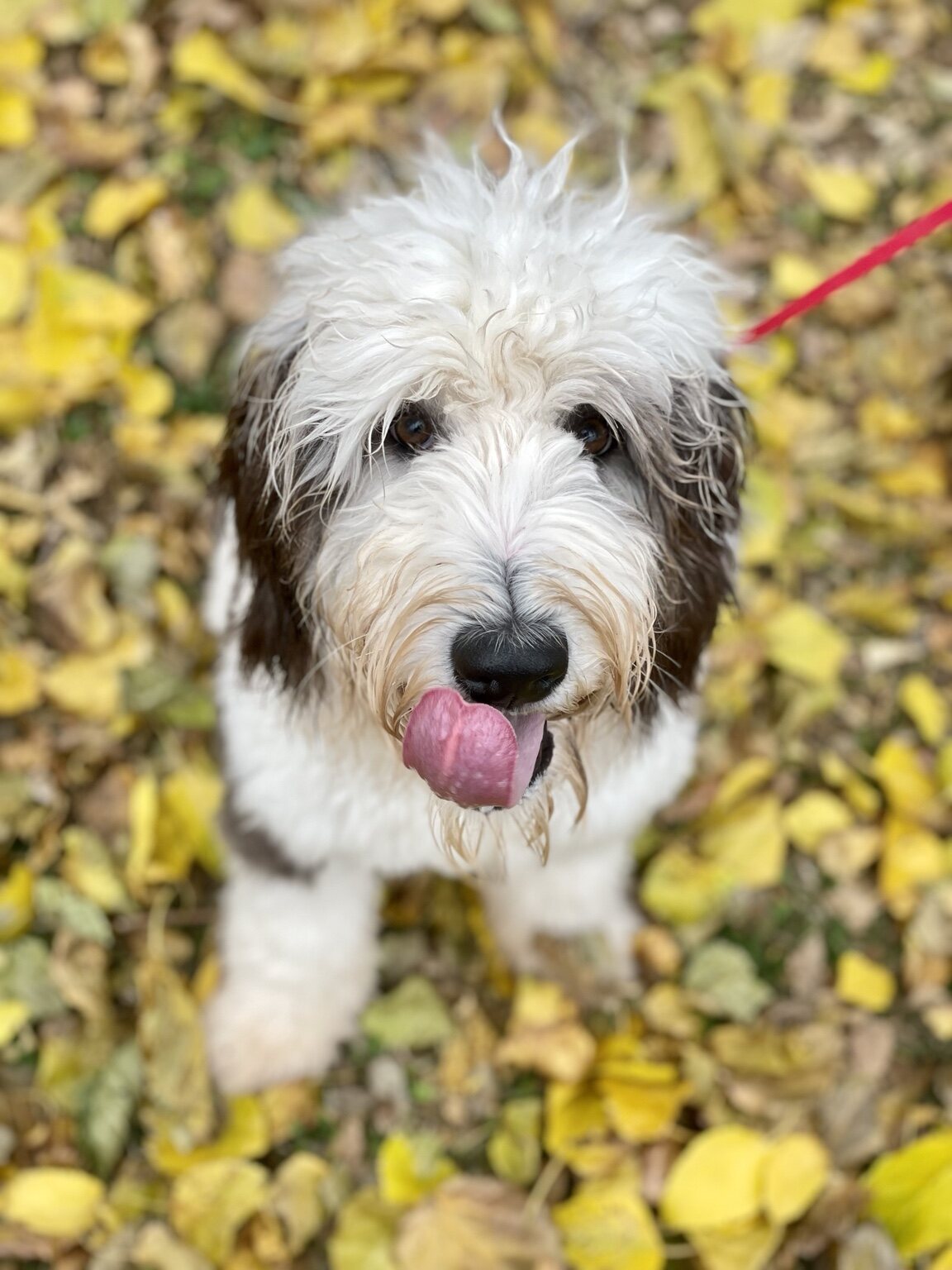 Roo B enjoying an autumn outing