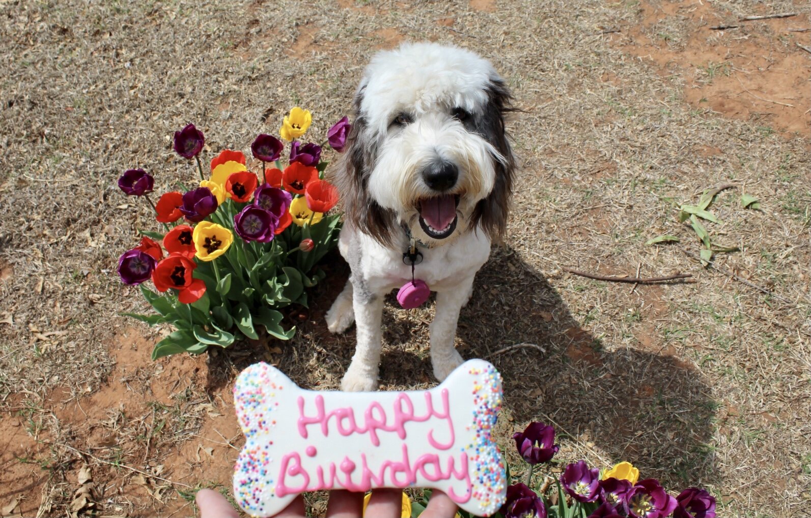 Roo B celebrating her birthday