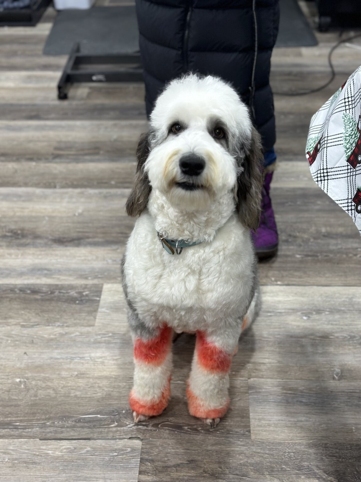 Roo B after a colorful creative groom