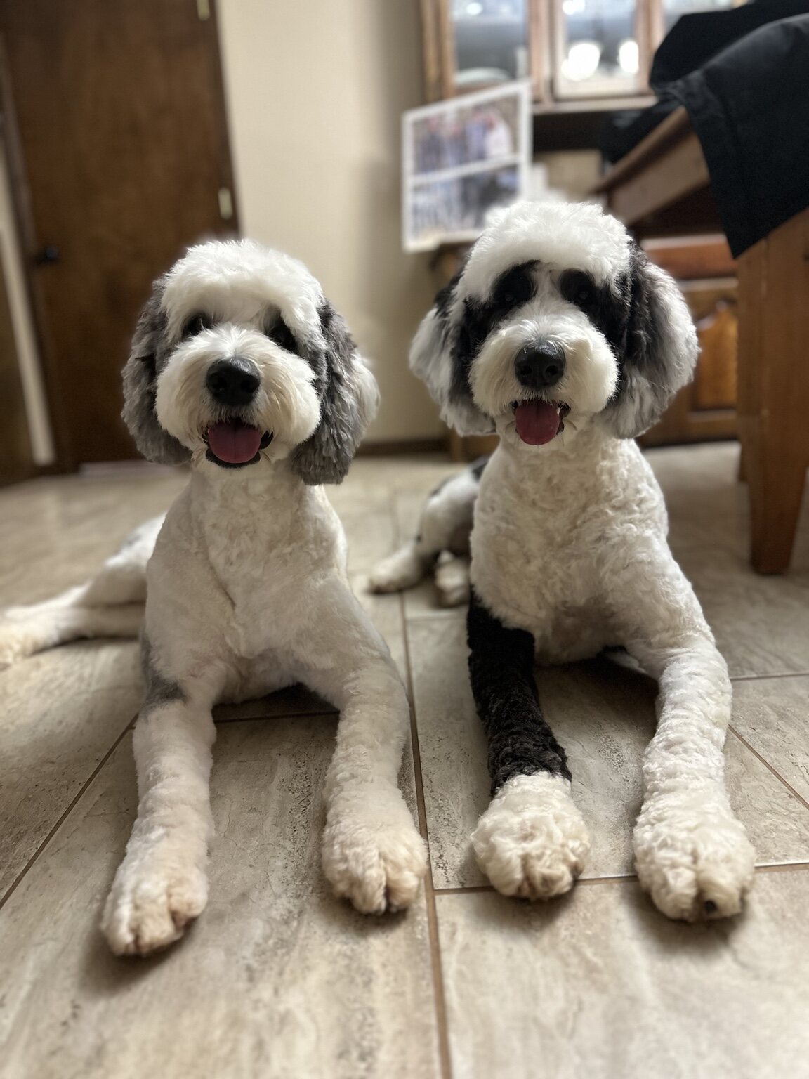 Roo B relaxing with another Sheepadoodle