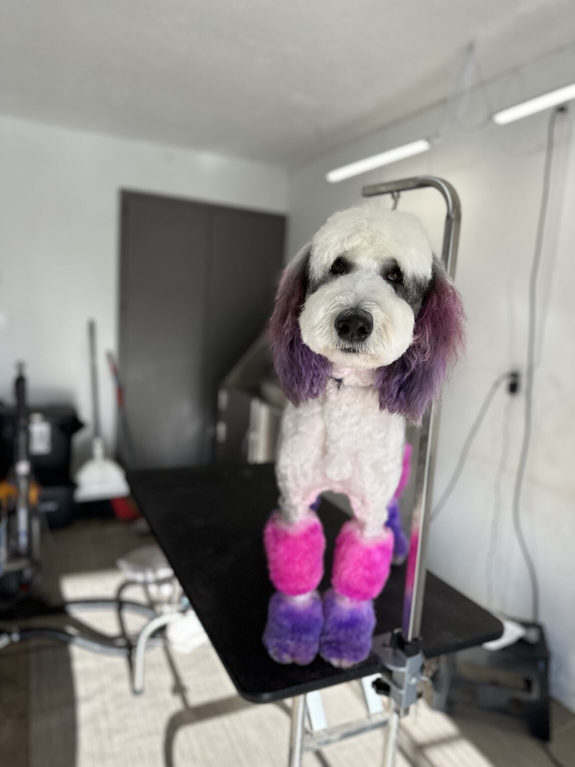 Roo B standing on a grooming table with colorful ears and legs