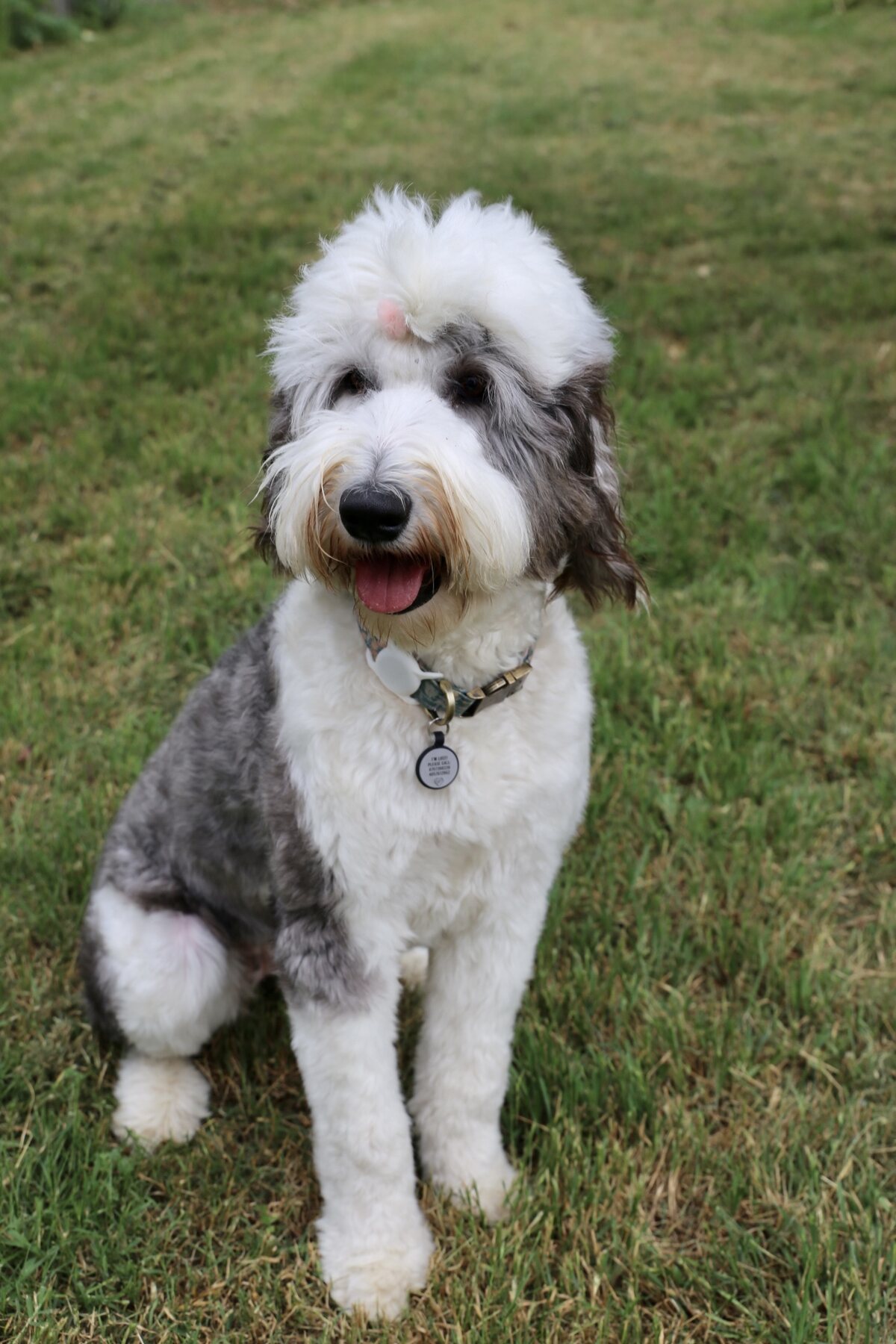 Roo B, a health-tested Sheepadoodle mom at Rock N Roll Doodles