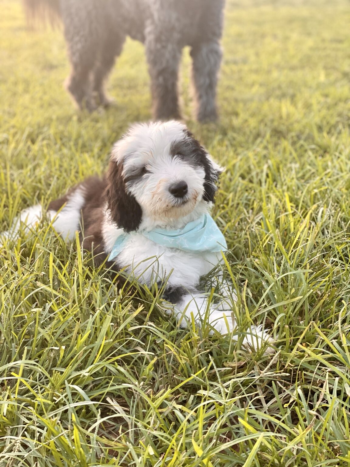 Roo B as a Sheepadoodle puppy relaxing in the grass