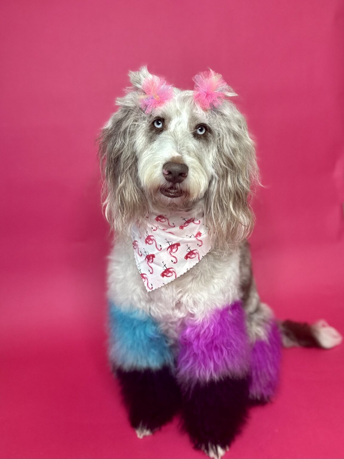 Roxy the Aussiedoodle